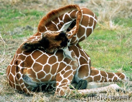 非洲科普｜长颈鹿的脖子为什么那么长？它又是怎样睡觉的？