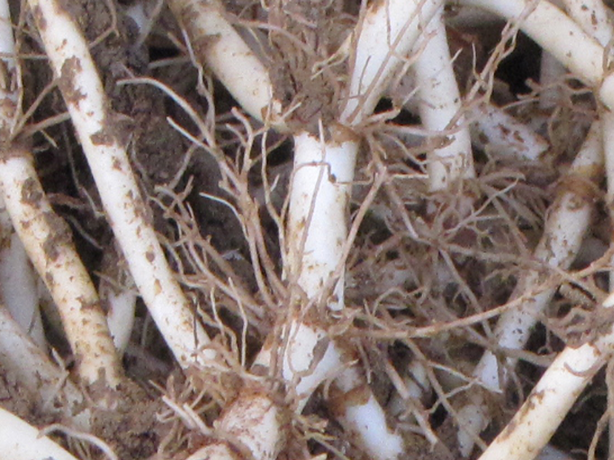 鱼腥草无公害丰产栽培技术,鱼腥草栽培