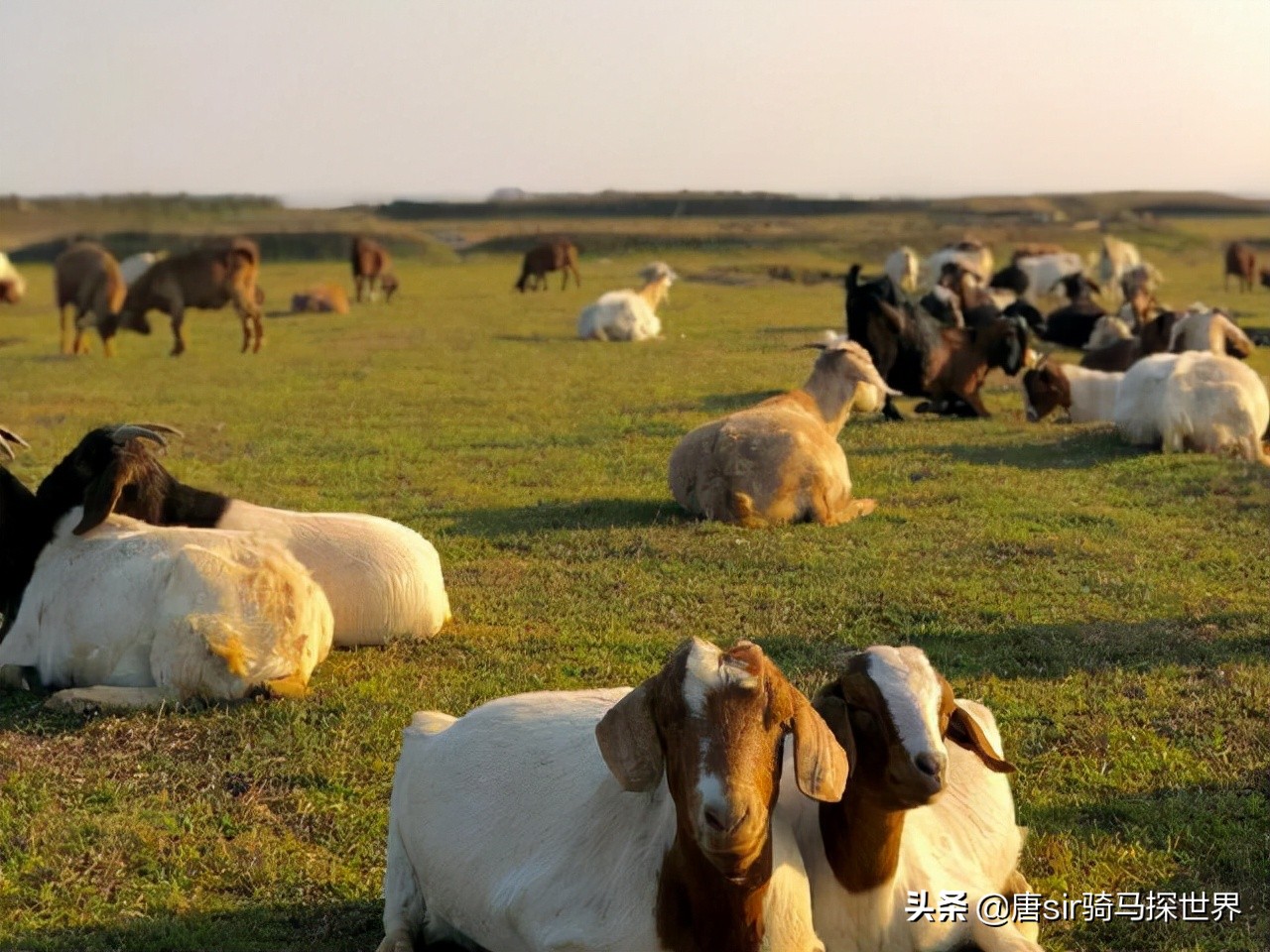 呼伦贝尔大草原旅游看羊群,打卡南昌呼伦贝尔大草原