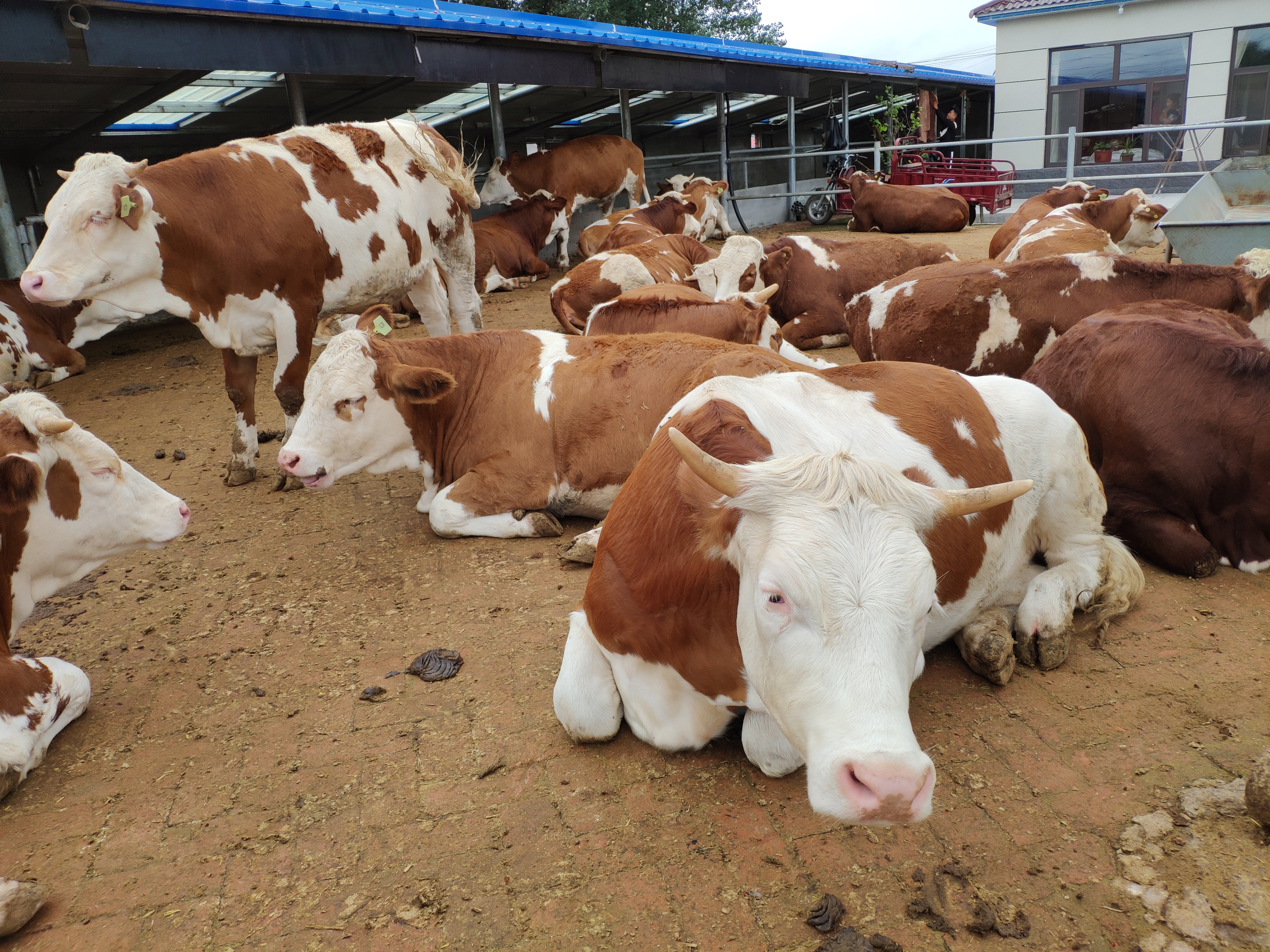 东哥养牛视频,东哥养肉牛