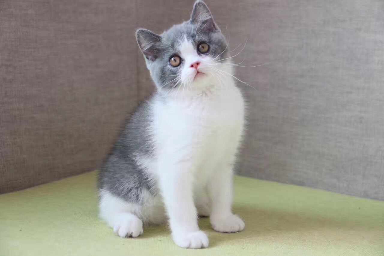 英短蓝猫怎么那么脆弱,蓝猫有什么优点和缺点