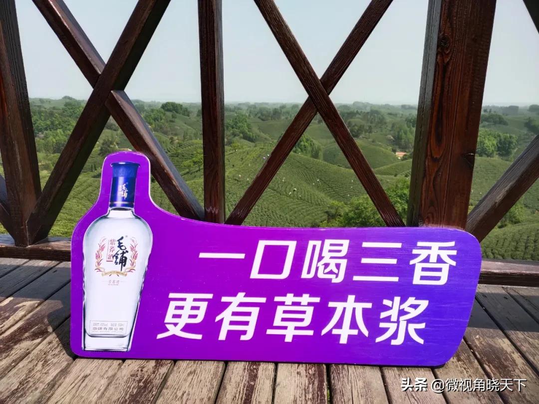 带你看看信阳的茶山美景,信阳浉河茶山直播