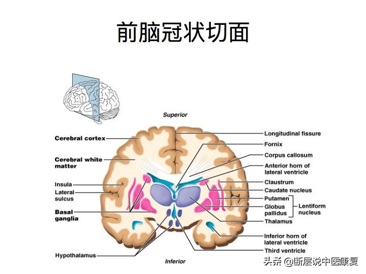 中枢神经系统断层解剖讲解,中枢神经3d解剖动画