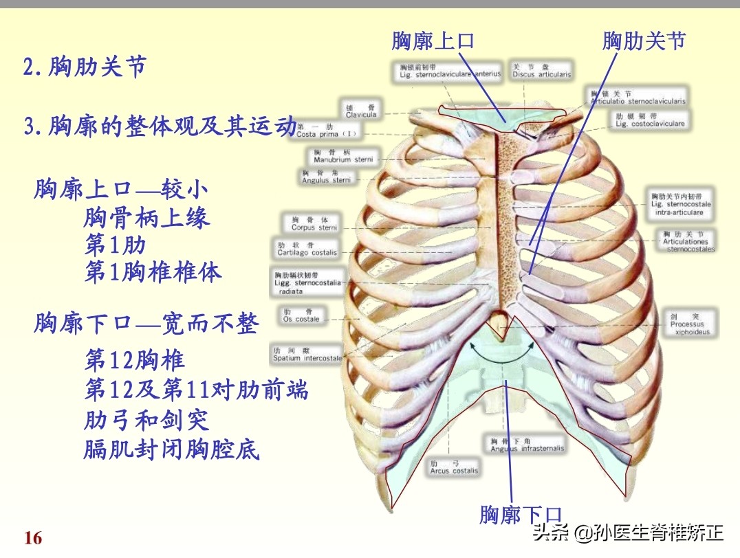 人体解剖学课件ppt,人体解剖学关节学