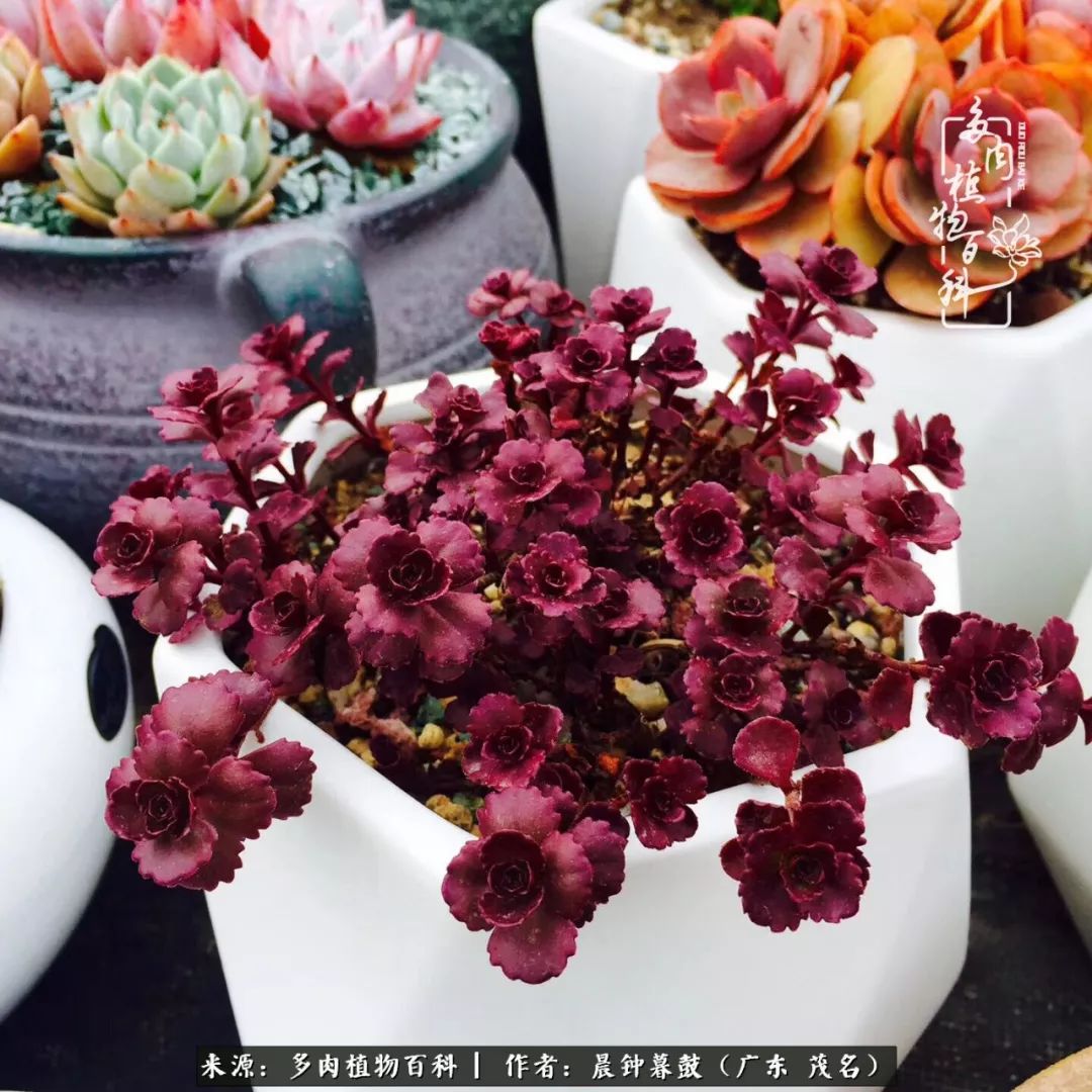 轻轻地告诉你,我的多肉也曾美过,不信你看看