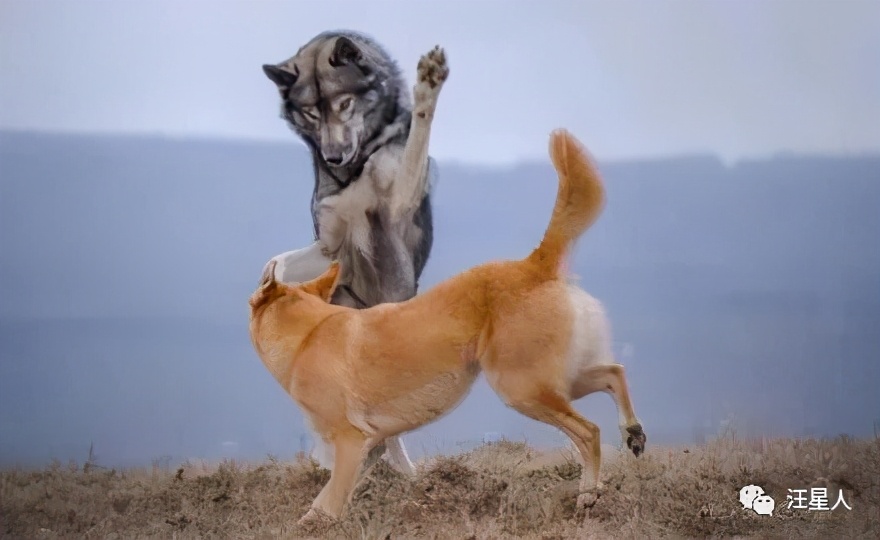 一只哈士奇都比人帅,一只哈士奇笑容跟我们人类一样