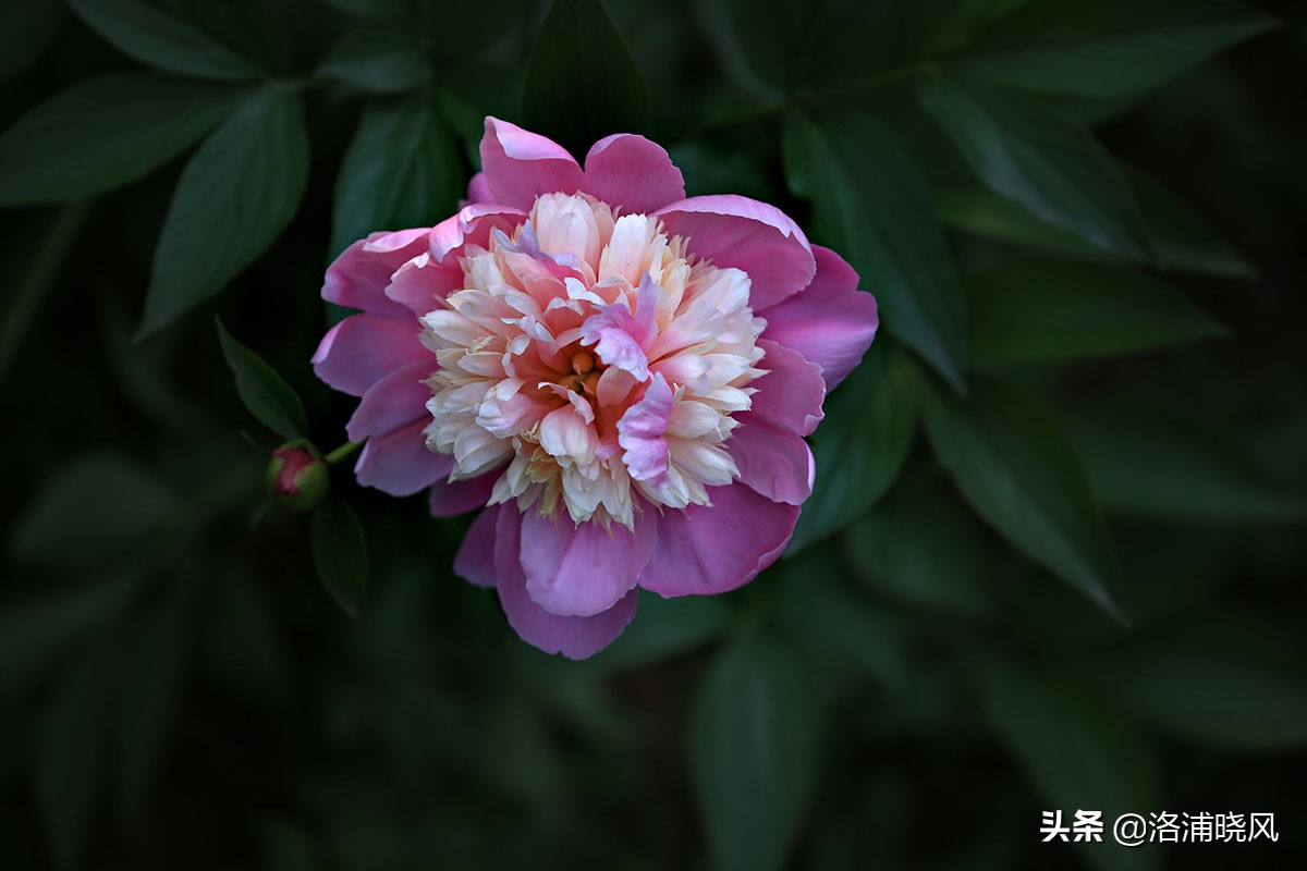 大院绿化的回忆——顺便看看院里的芍药定个究竟有多少种？