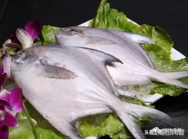 十种最便宜的海鱼,常见海鱼价格排名大全