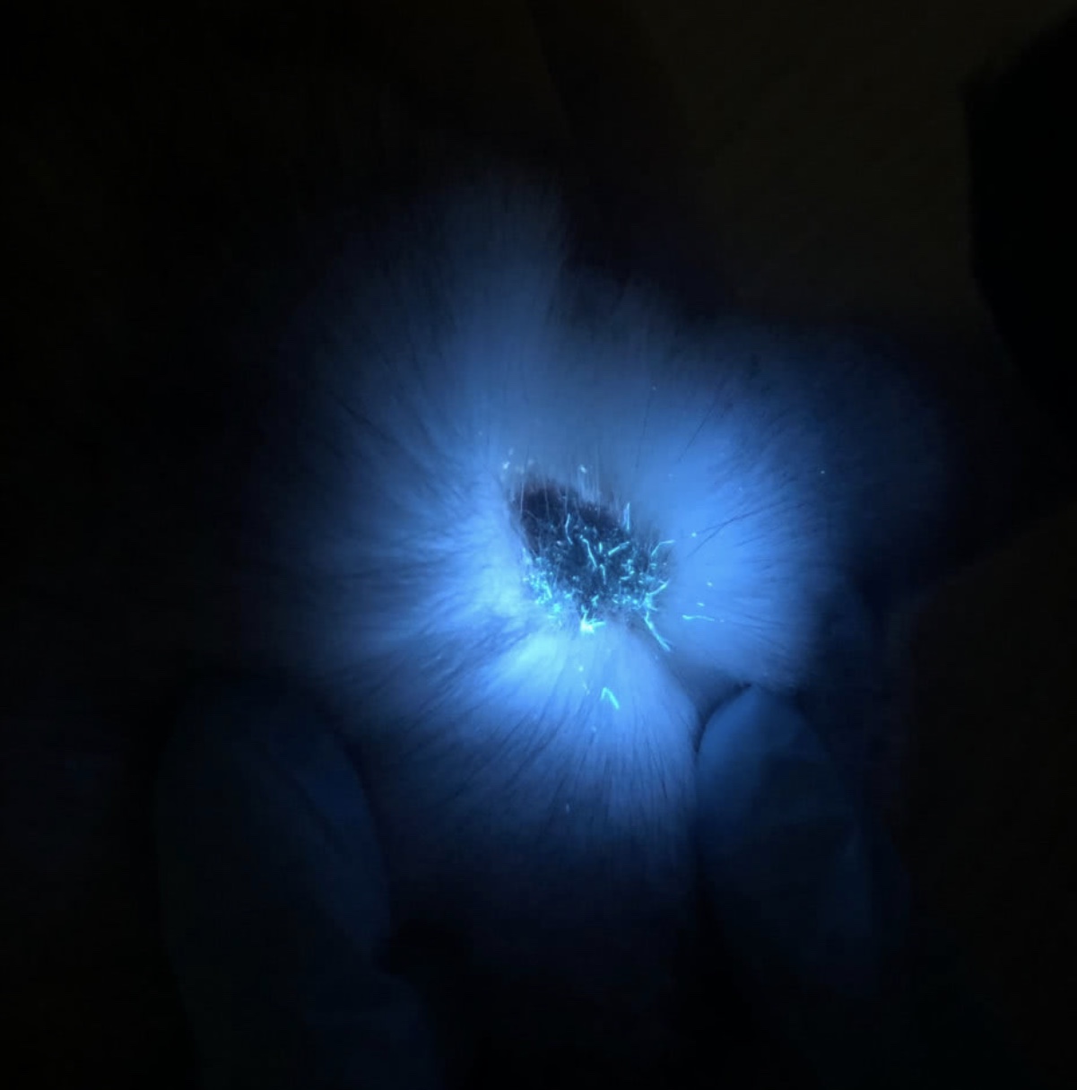 猫癣铲屎官注意什么,猫癣碰了会怎么样