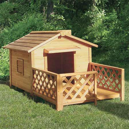 养狗新手入门必备知识,养狗知识大百科入门篇