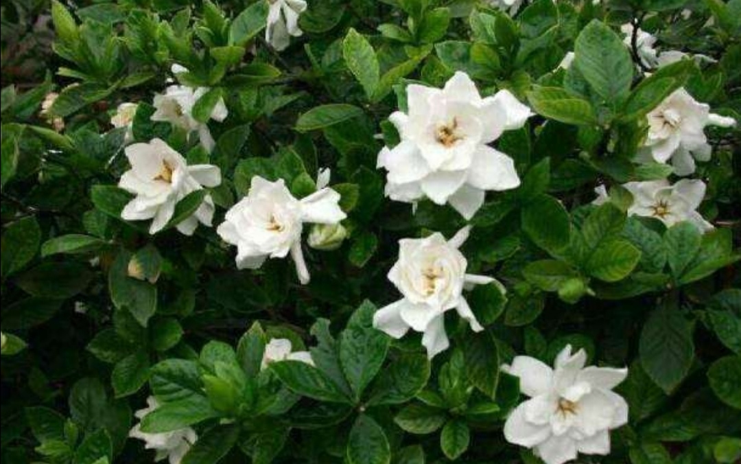 秋季怎样养栀子花结花苞,栀子花秋天为什么黄叶