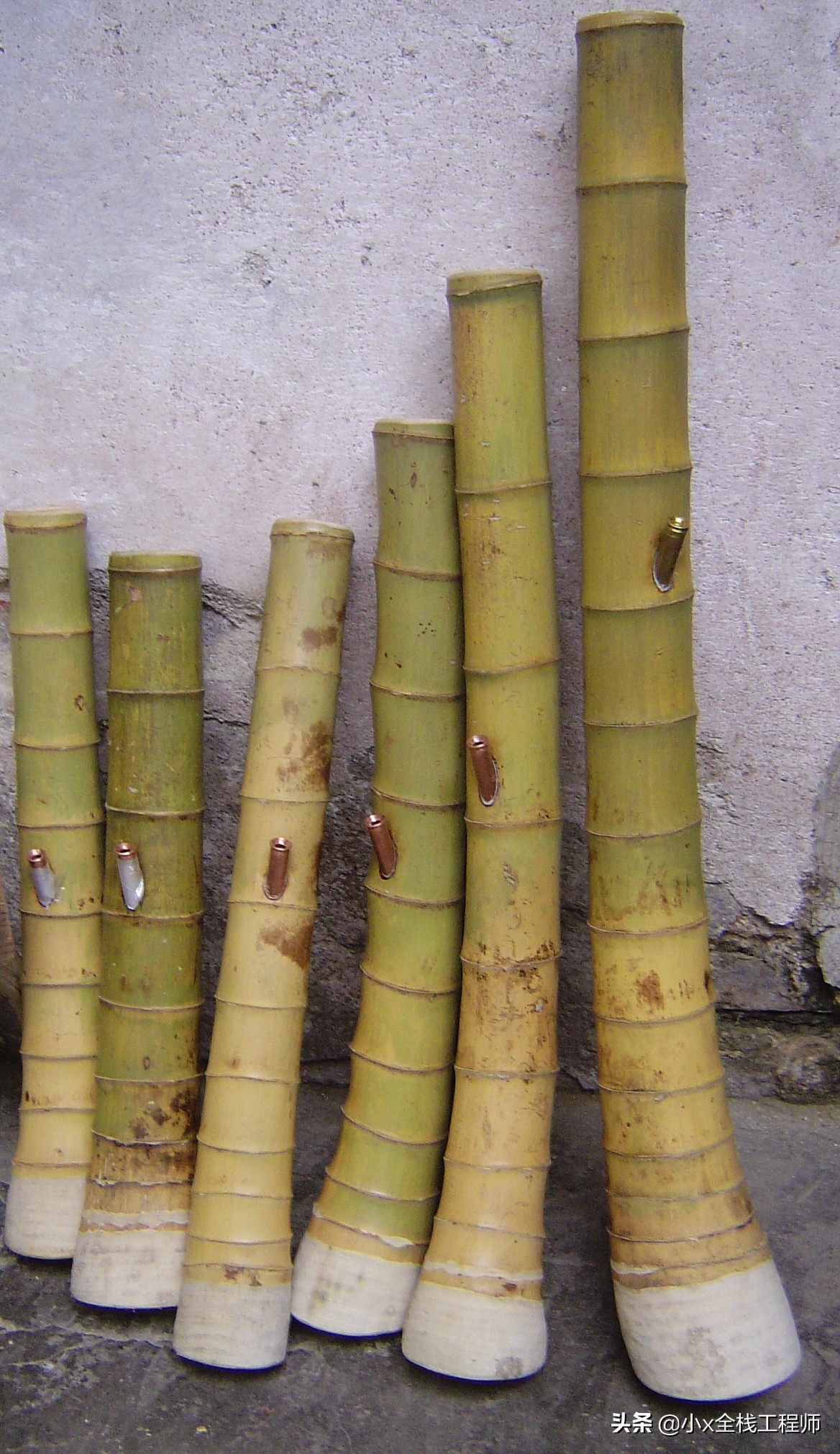 这个就是湛江的大碌竹又叫水烟筒