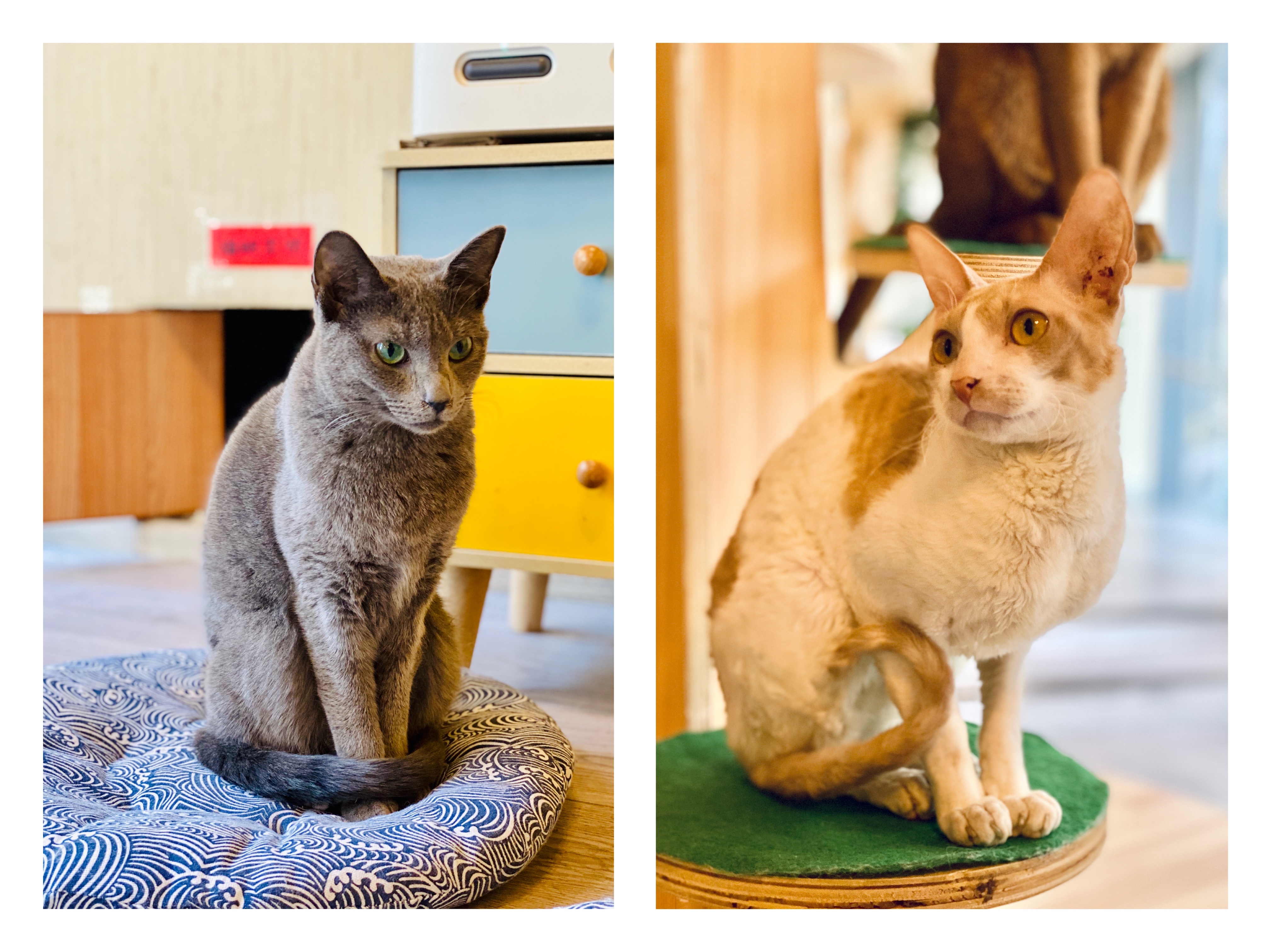 撸动物的网红店顺德,撸小动物的网红店北京世纪金源