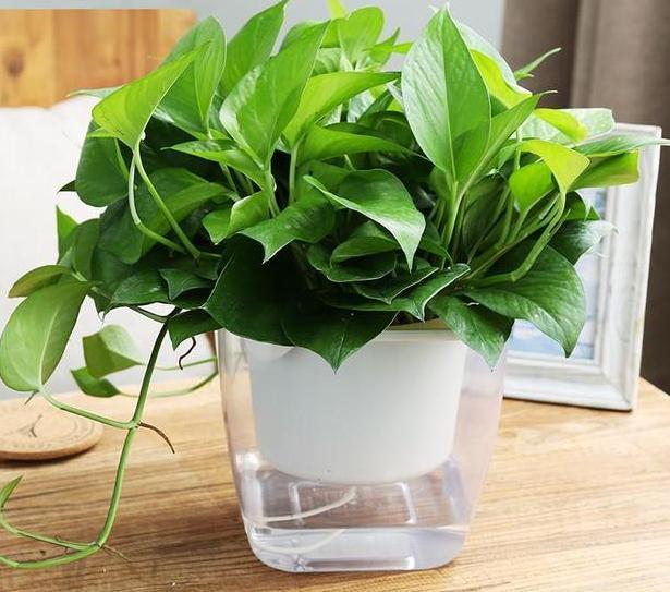 一盆绿萝就能让房子洋气到不行,绿萝改造大房子