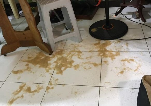 猫咪平日太受宠，惨被母亲妹妹设计“栽赃”，都是爱玩惹的祸