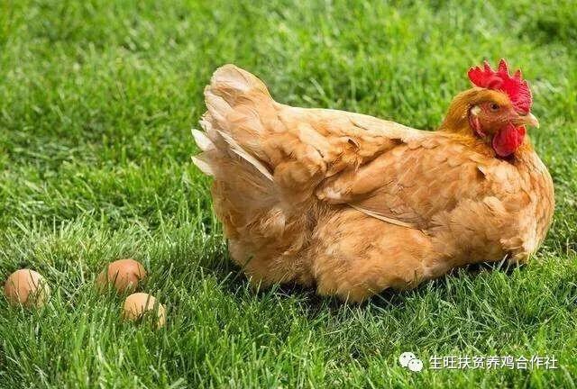 下蛋的鸡啄肛是怎么回事,散养鸡啄蛋是怎么回事