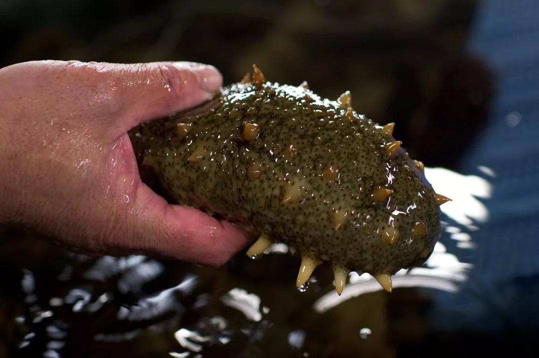海参是北极参好还是辽参好,海参刺参光参