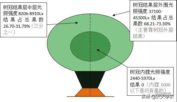 果树冬剪怎么剪视频,果树夏剪的正确方法