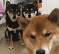 秦皇岛这只网红猫日常“巡逻”你见过吗？岛上还有这些撸猫好去处~