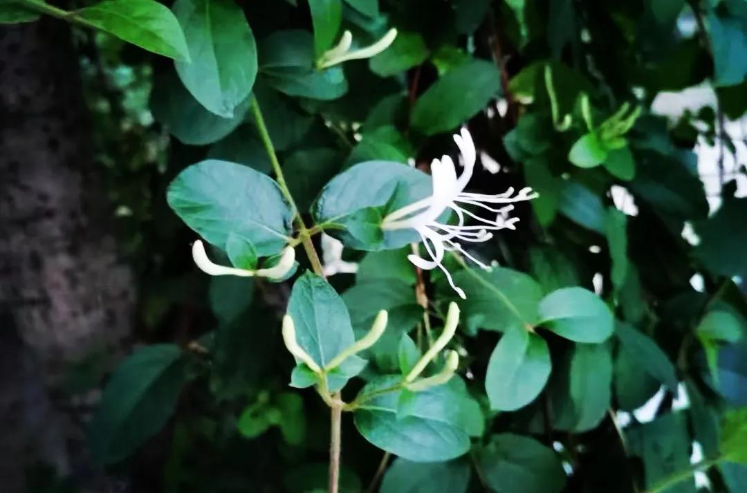 我的美好田园生活,这才是真正的田园生活