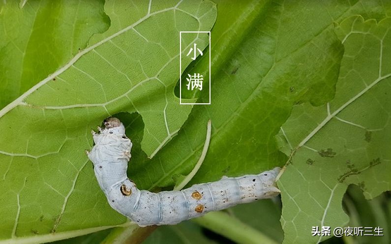 「夜听」小满，万物小得盈满