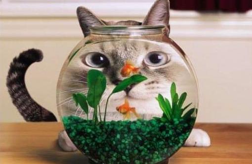 鏃ユ湰缃戝弸鑷埗鐨勭尗鍜皬鍔ㄧ敾,鏃ユ湰缃戞皯鎷嶅埌鐚挭