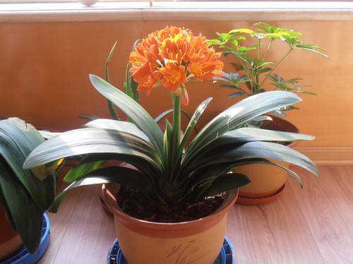 夏季怎样养好君子兰小苗视频,夏季养护君子兰的正确方法