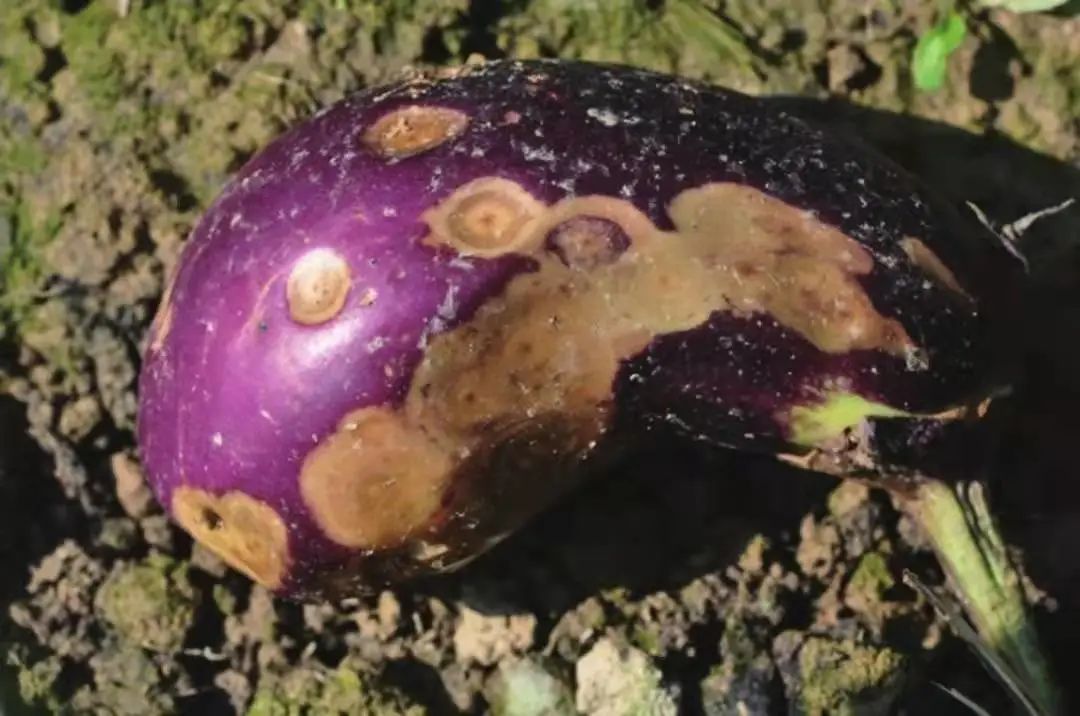 茄子最常见的病虫图片,茄子虫害最佳治疗方法