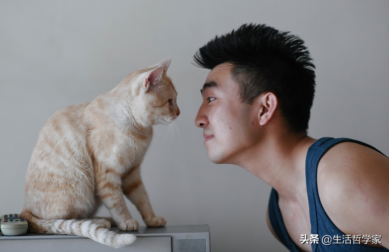 为什么当初十二生肖中没有猫,你知道十二生肖里为什么没有猫吗