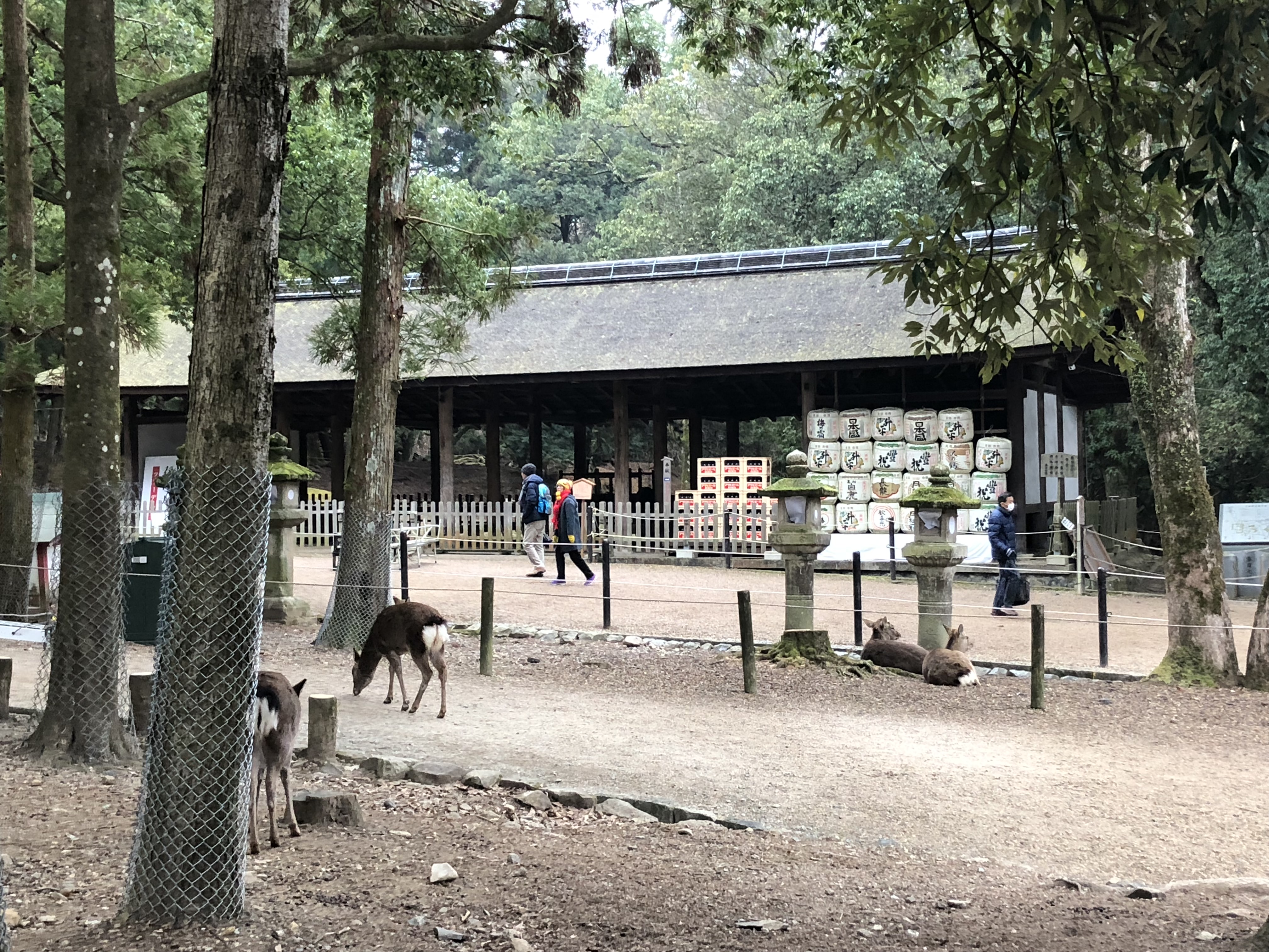 奈良公园小神鹿,日本奈良公园遇见“神鹿”