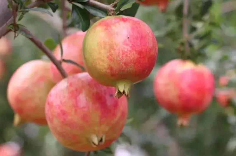 石榴突尼斯软籽石榴爆甜多汁,好吃不吐籽的突尼斯软籽石榴来了