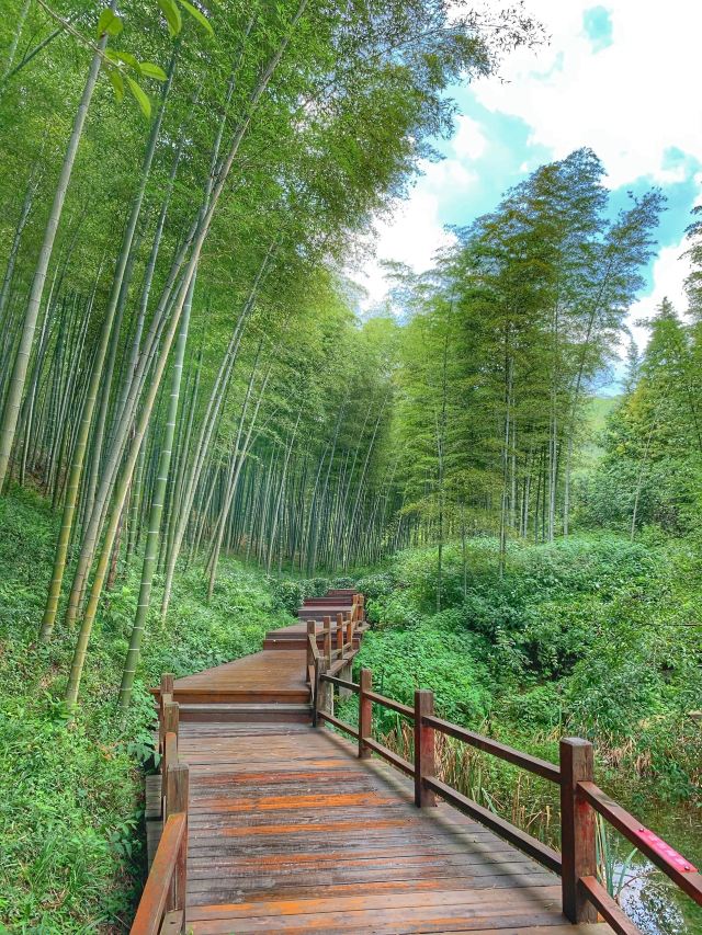 宜兴竹海自然风景图片,清新的竹林风景图片