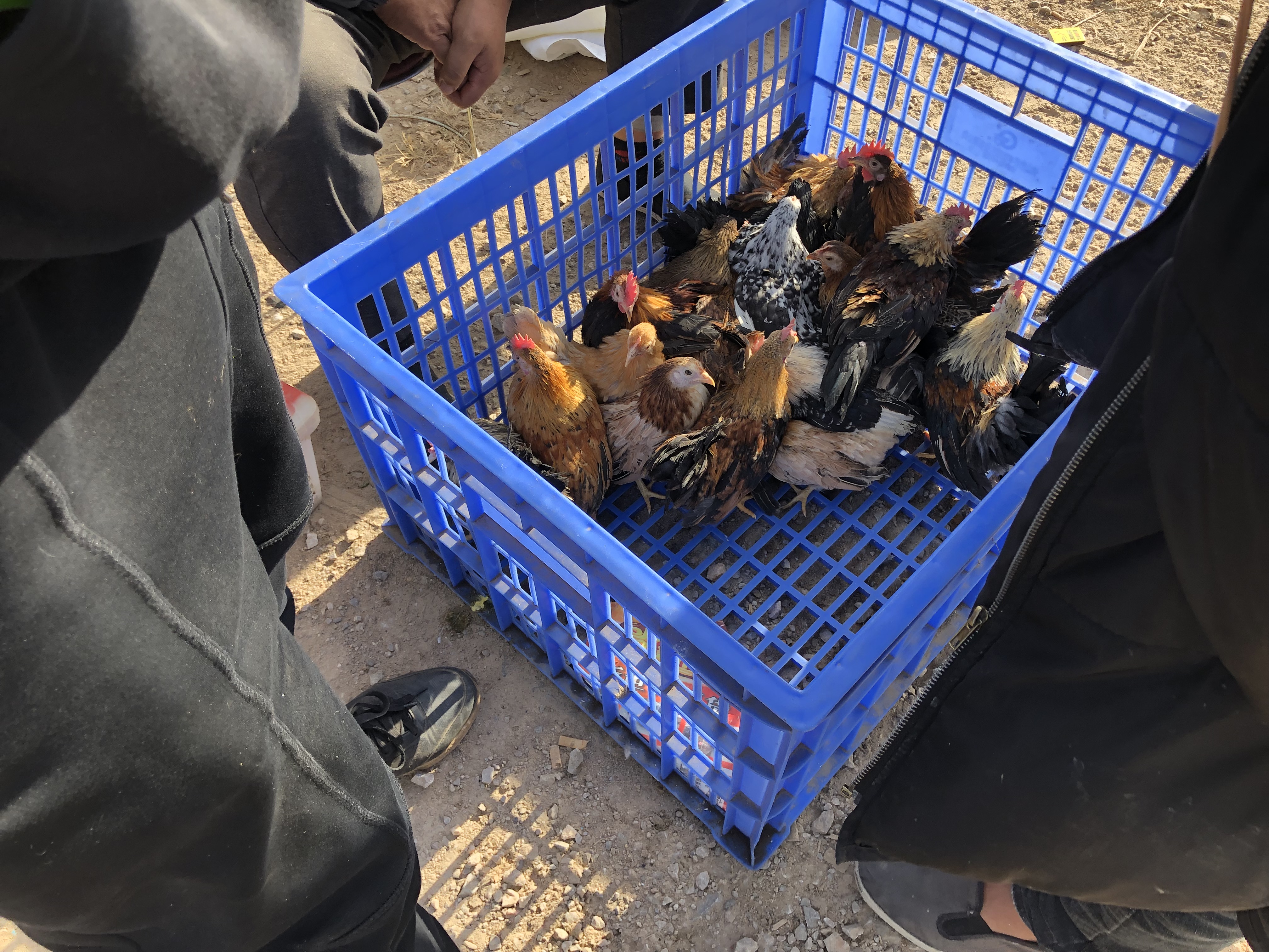 宠物市场的宠物鸡能买吗,狗市观赏鸡多少钱一只