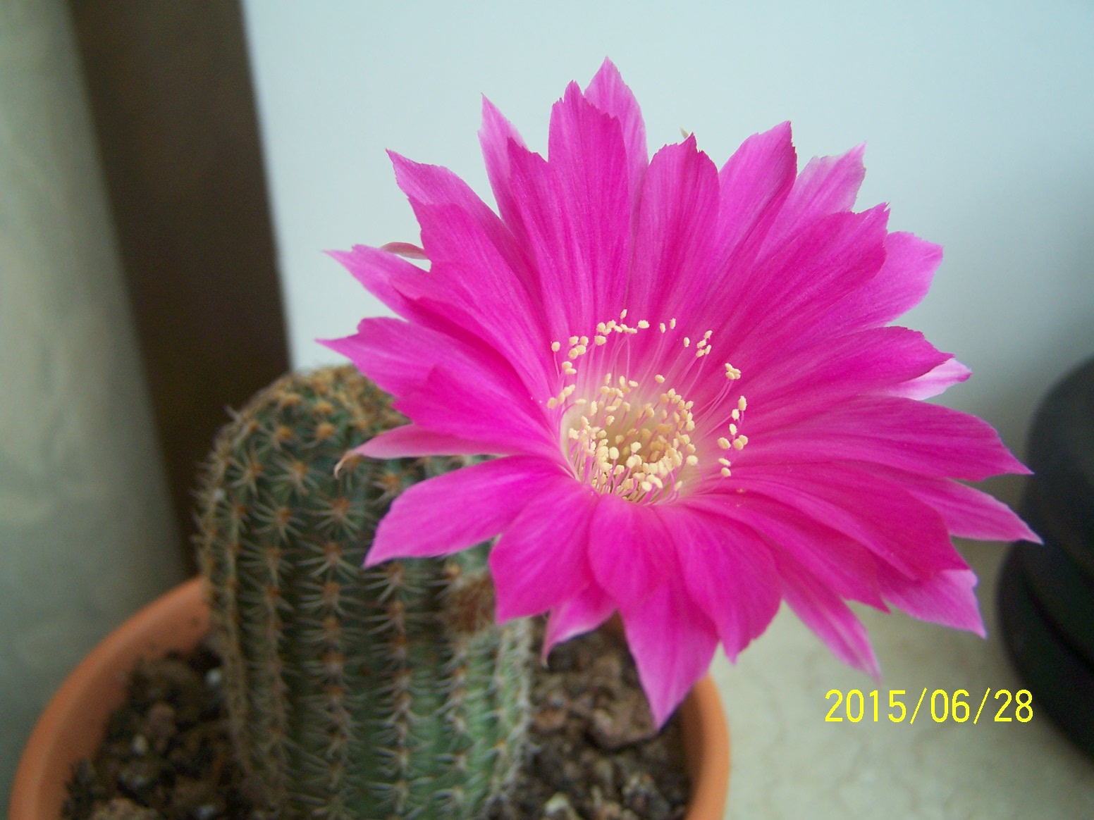 仙人球烂根怎么补救最快,仙人球烂根了怎么办