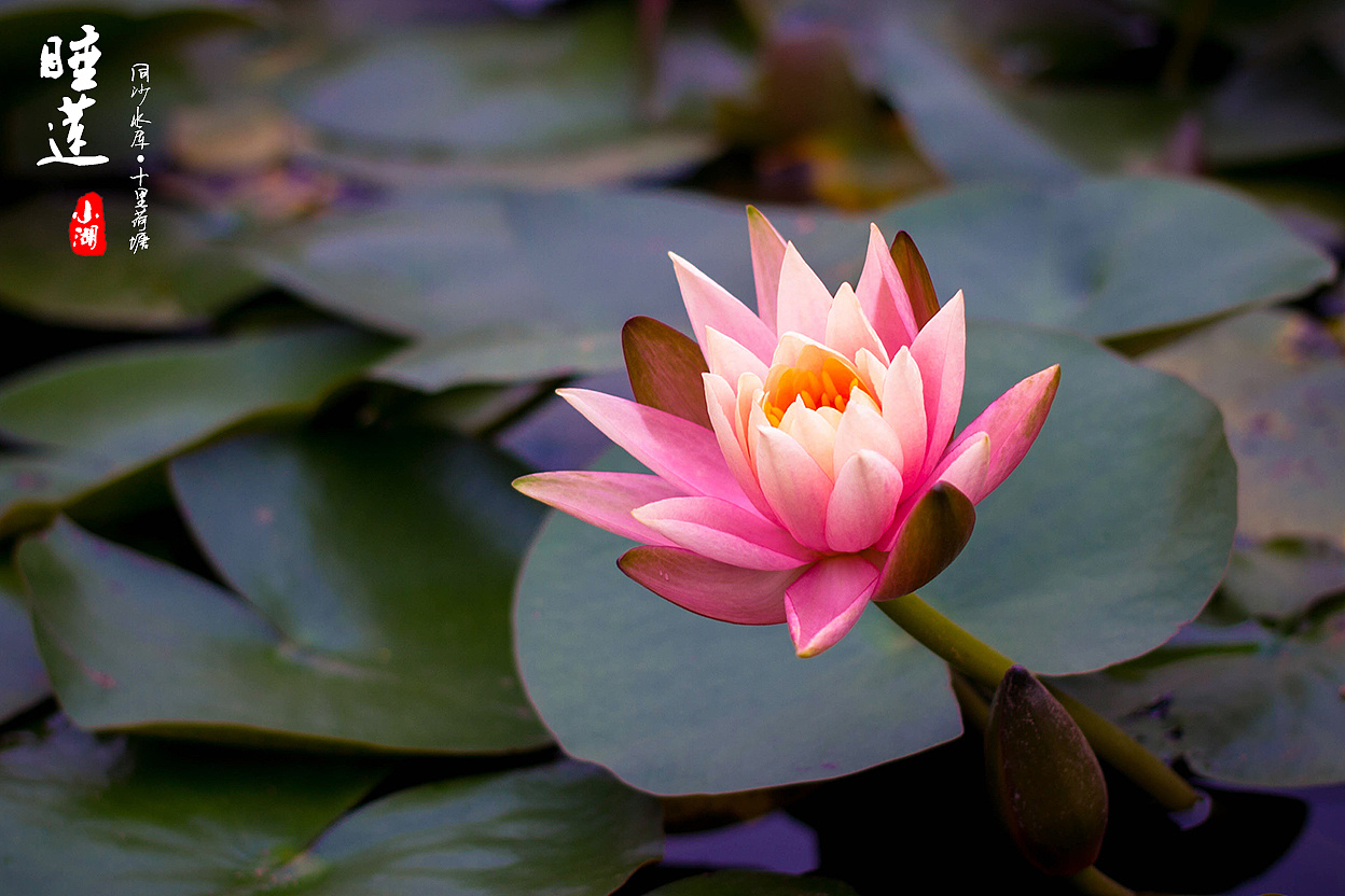 睡莲只长叶子不开花是怎么回事,睡莲几片叶子才能开花