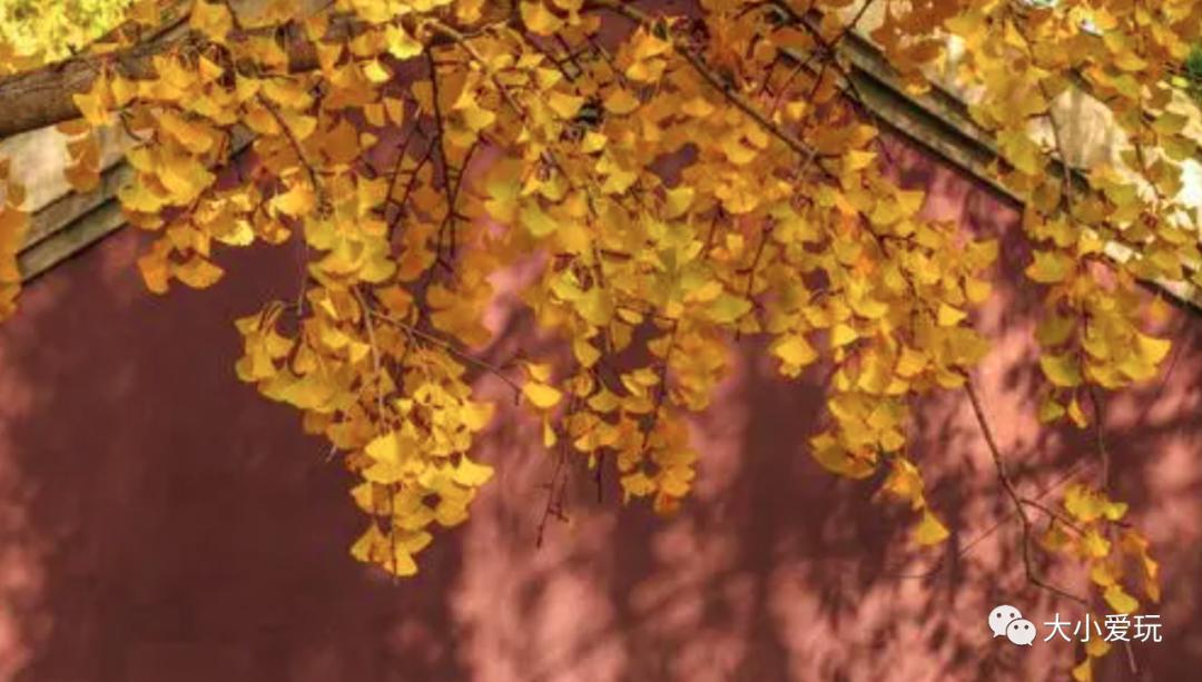 北京红螺寺银杏最佳观赏时间,北京赏银杏景区有哪些