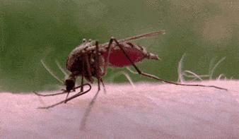 耳朵里面有蚊子嗡嗡响怎么解决,晚上睡觉蚊子嗡嗡响一招解决