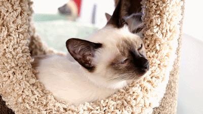 猫主子驾到,猫咪主子驾到