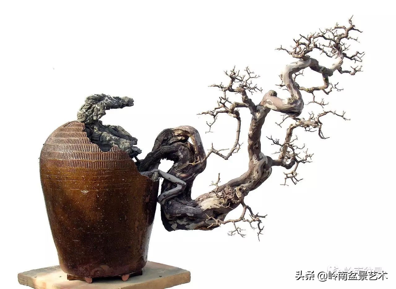 精品雀梅盆景名称,值得收藏的盆景作品欣赏