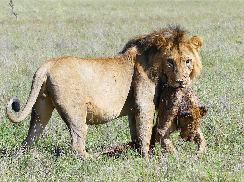 虎毒不食子报应视频,虎毒不食子再凶猛的老虎也有底线