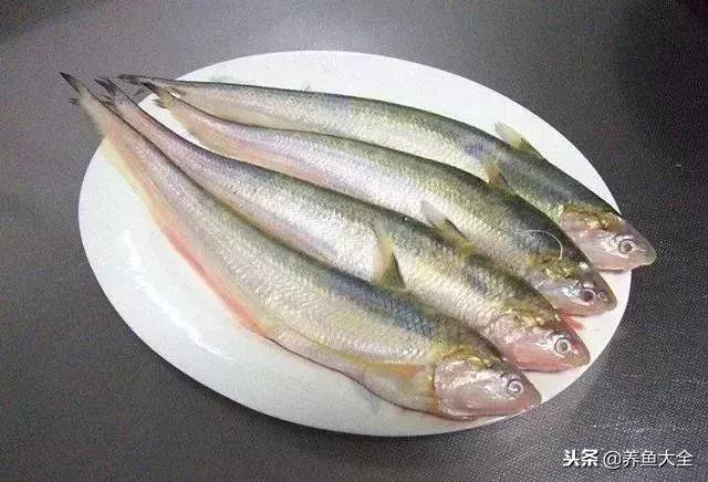 中国最贵的观赏鱼排行榜top10,最贵金龙鱼观赏鱼多少钱一条