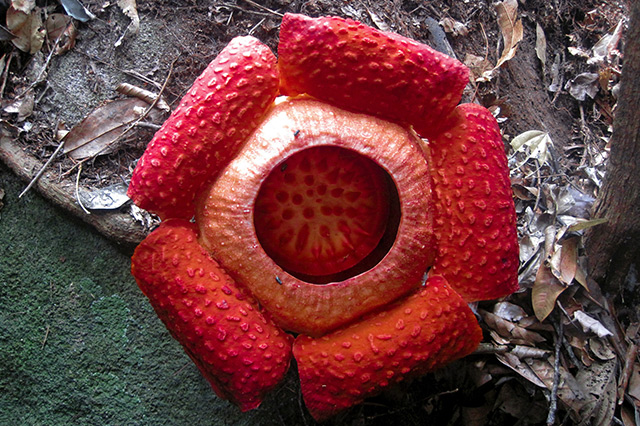 世界上10大最奇特的植物,世界上最奇特的植物叫什么名字