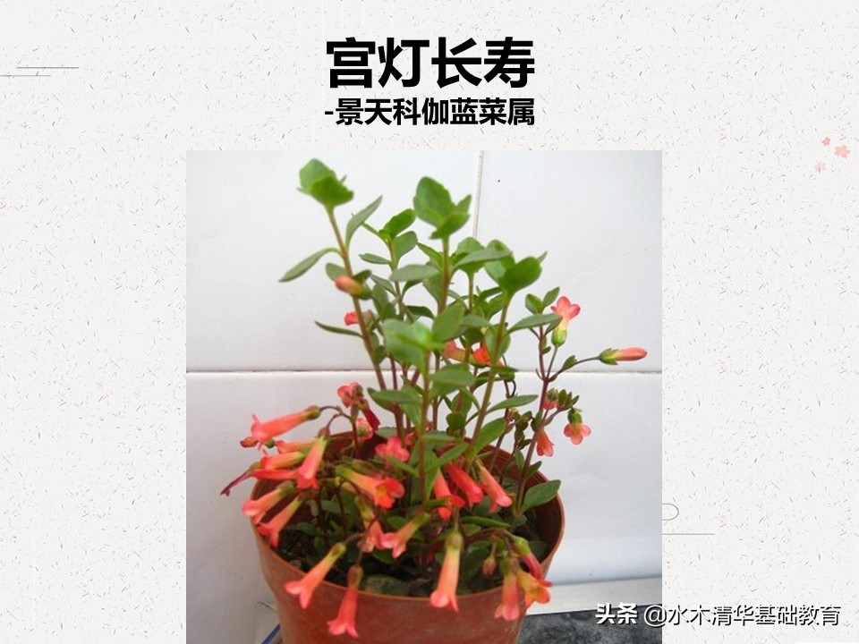 梦幻女王多肉植物百科图谱,原产地多肉植物图谱pdf