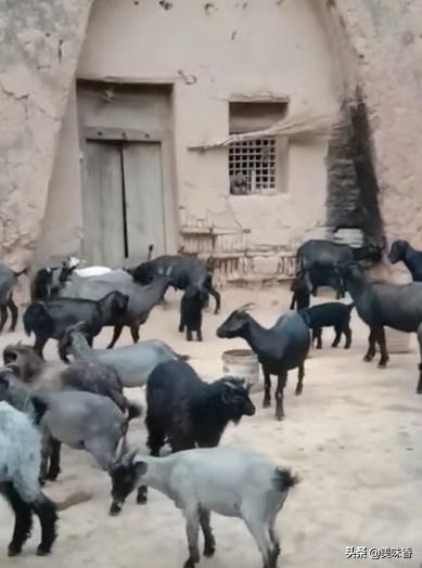 羊疫病的症状,羊疫怎样防治