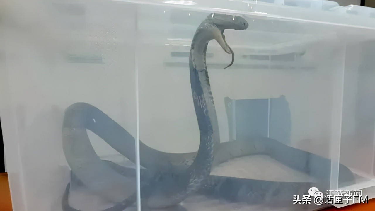 4米长,手臂粗!海关截获眼镜王蛇,现场还在不断喷射毒液