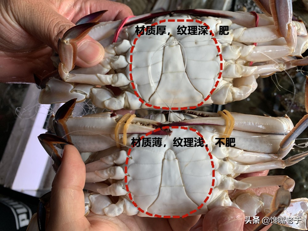 如何挑梭子蟹肥不肥,买到这种梭子蟹千万别吃不新鲜