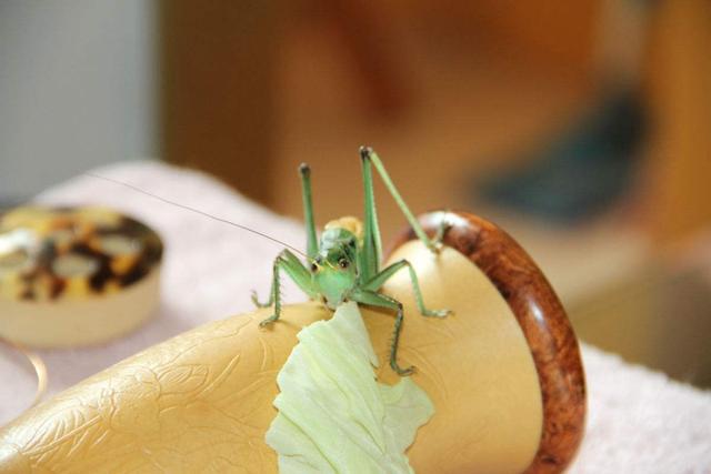 文玩从古至今的变迁,文玩的由来