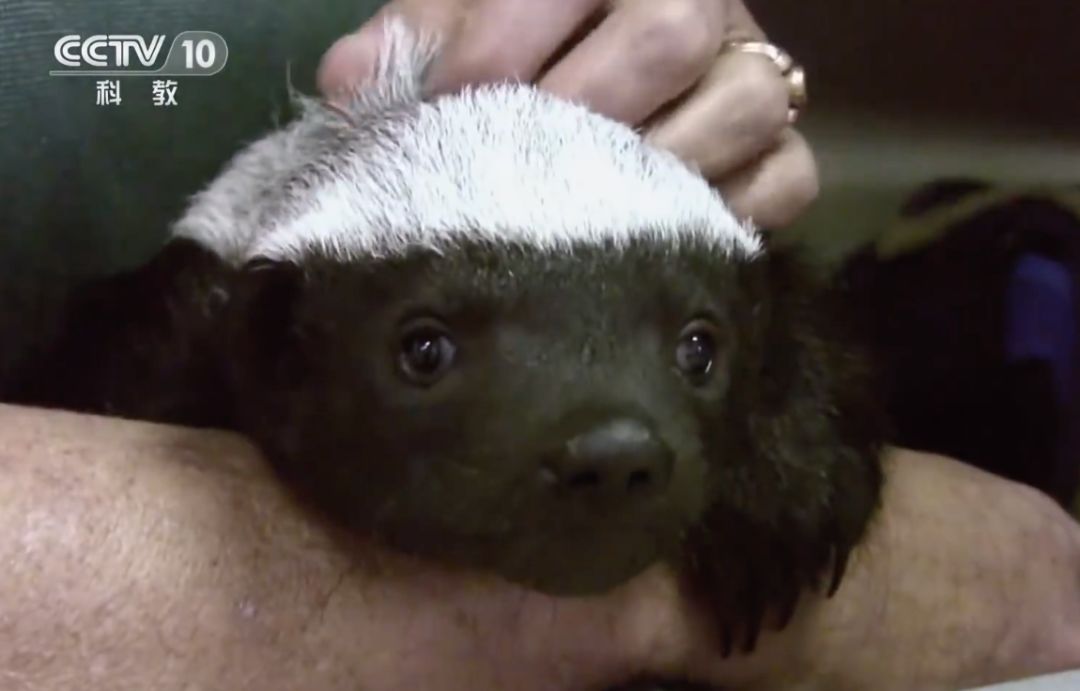 你们吃的野味蜜獾，居然是称霸非洲的平头哥