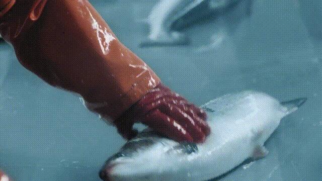 网箱养殖为什么会导致水质恶化,网箱养殖对生态环境有哪些影响