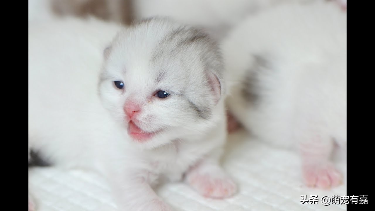 流浪断奶奶猫注意事项,流浪猫遗弃奶猫怎么办